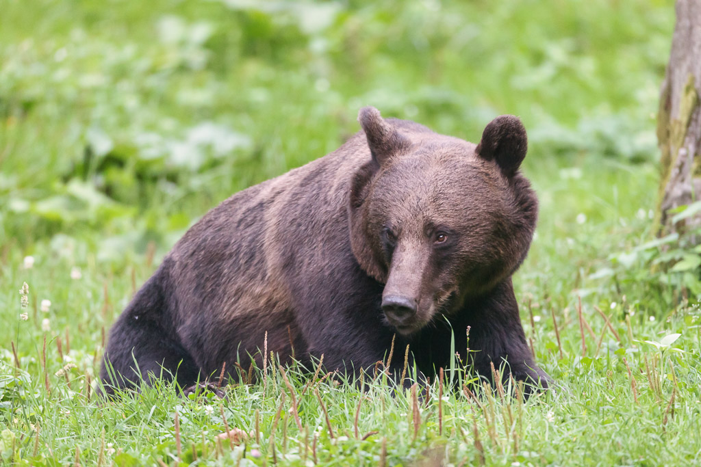 Brown Bear, Harghita