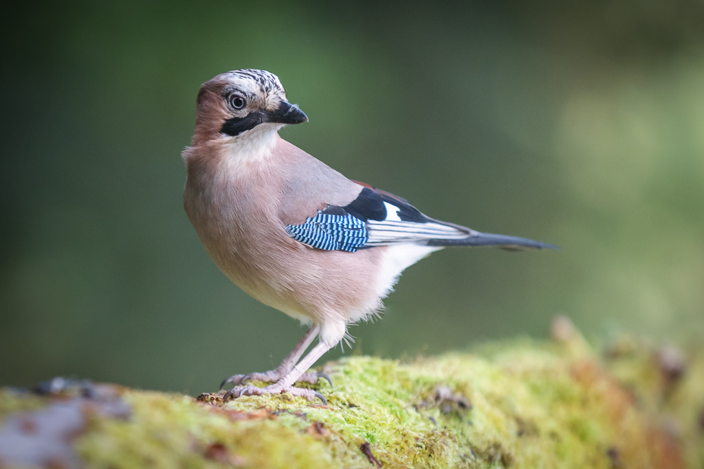 Eurasian Jay