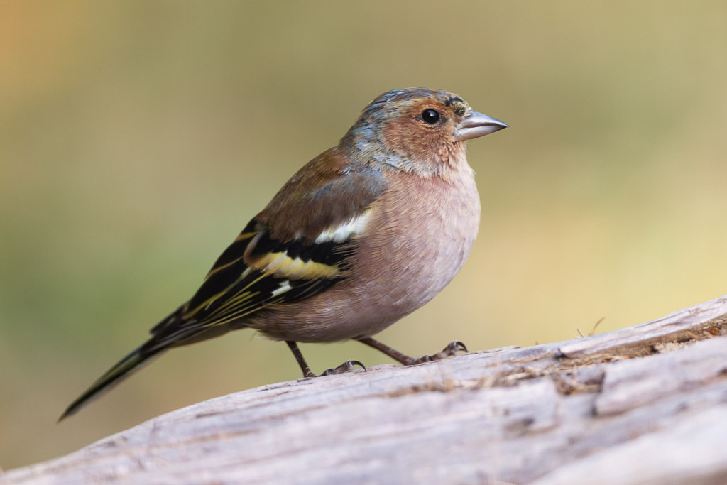 Chaffinch Harghita Mountains