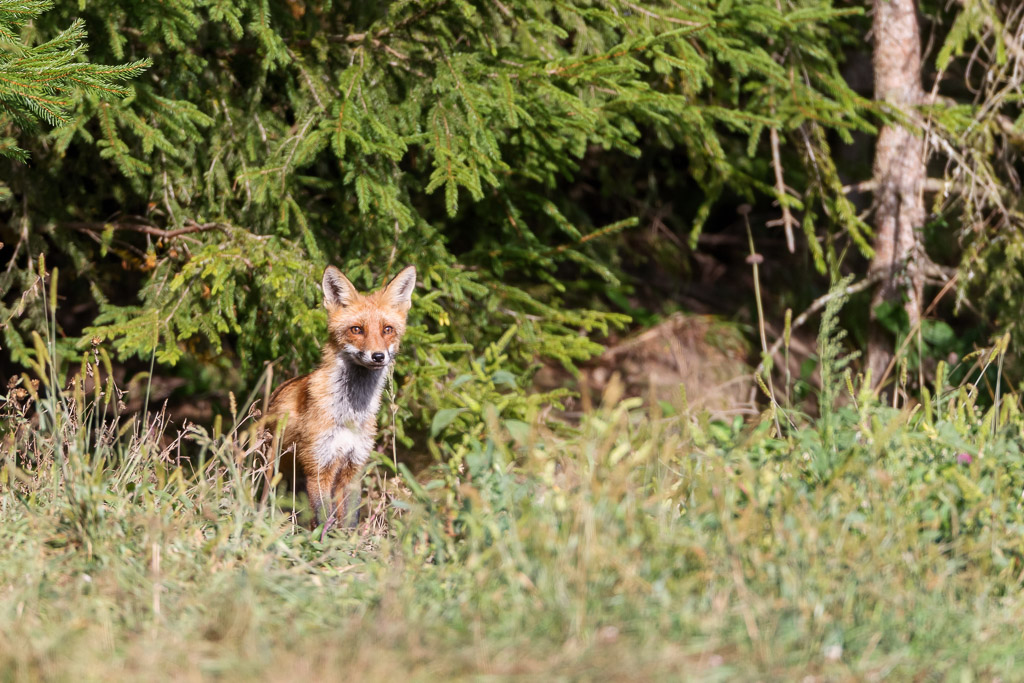 Red Fox, Harghita Mountains