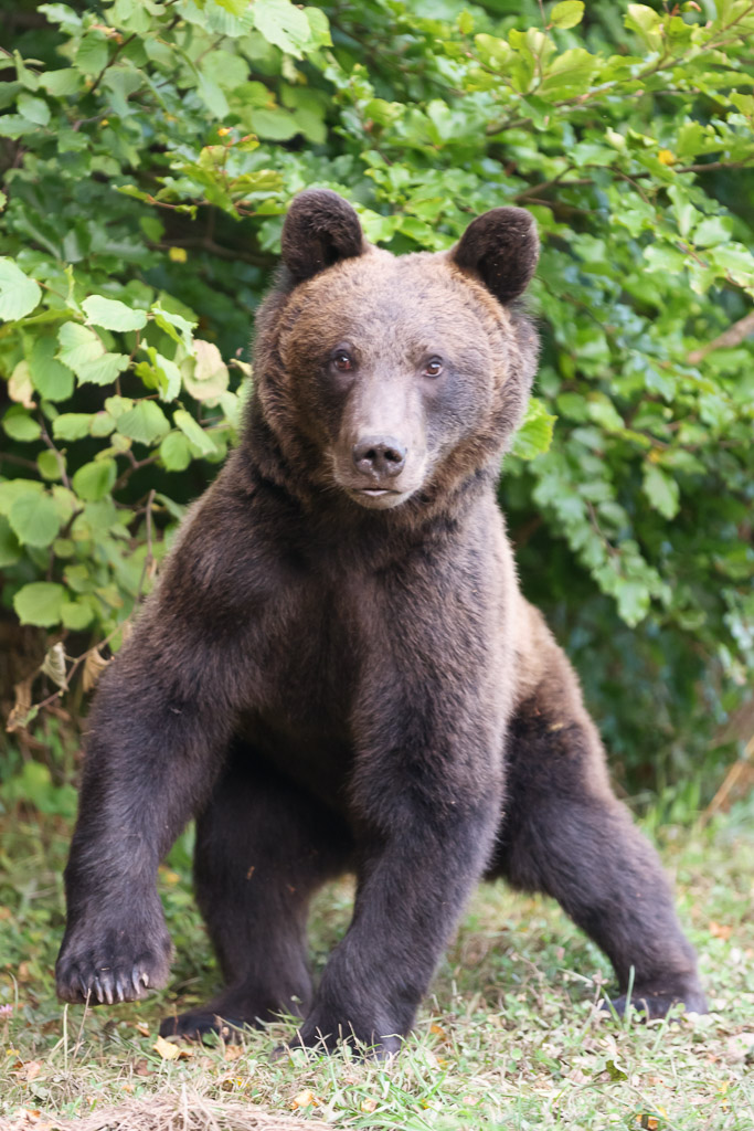 Skittish brown bear