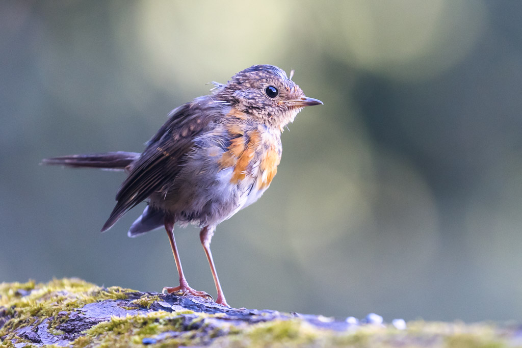 Baby Robin
