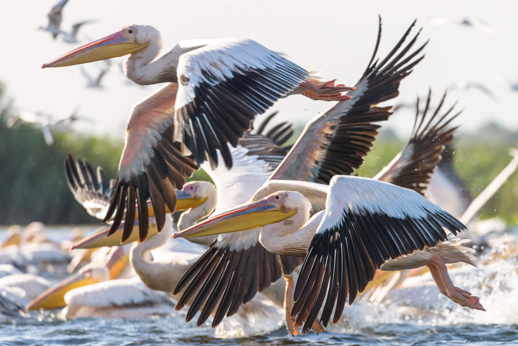 Pelicans in Flight
