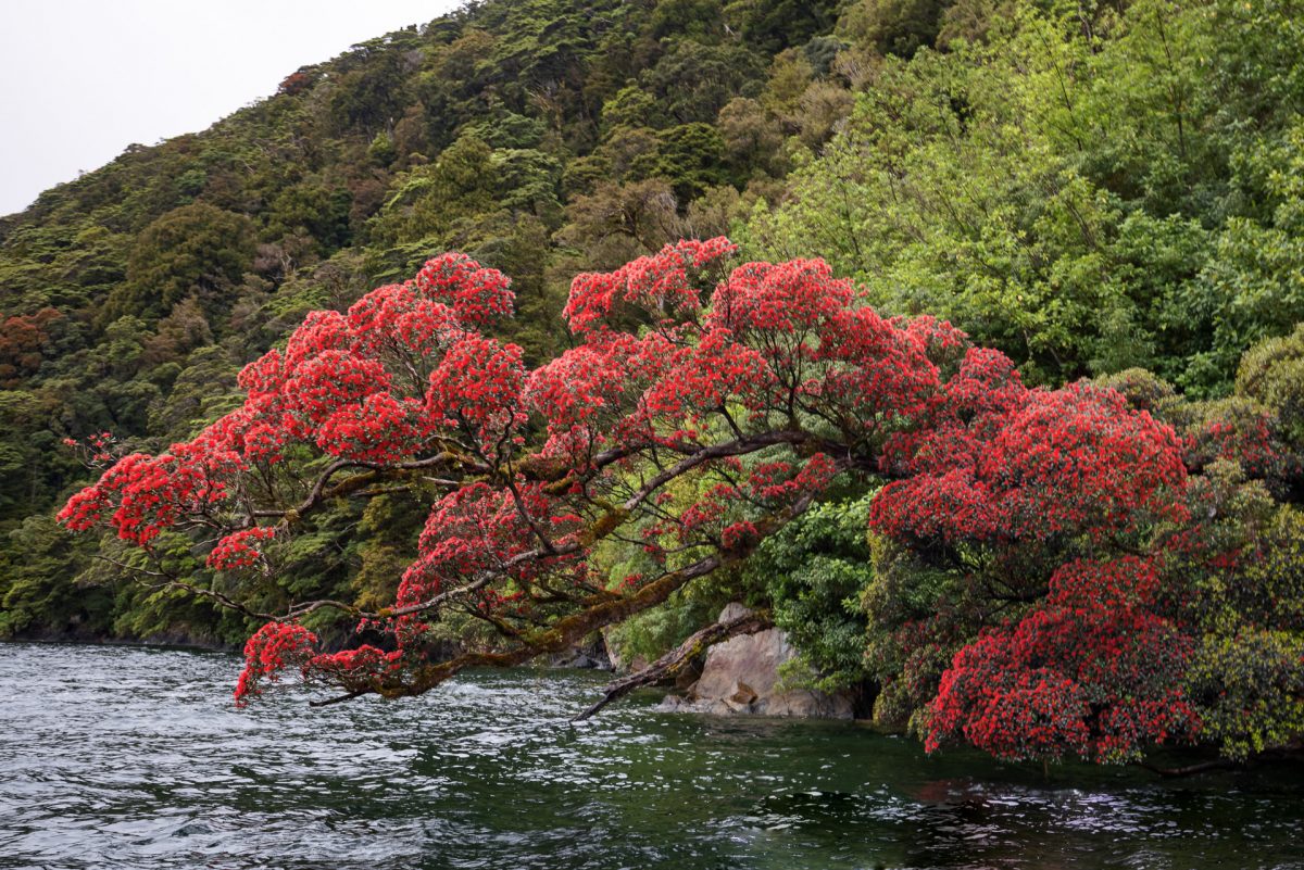 Stewart Island, The Snares & Fiordland