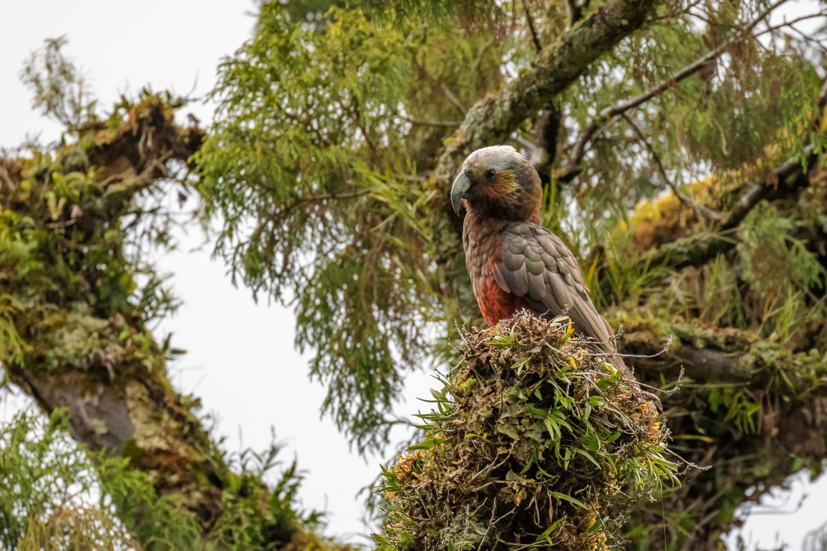 Stewart Island, The Snares & Fiordland