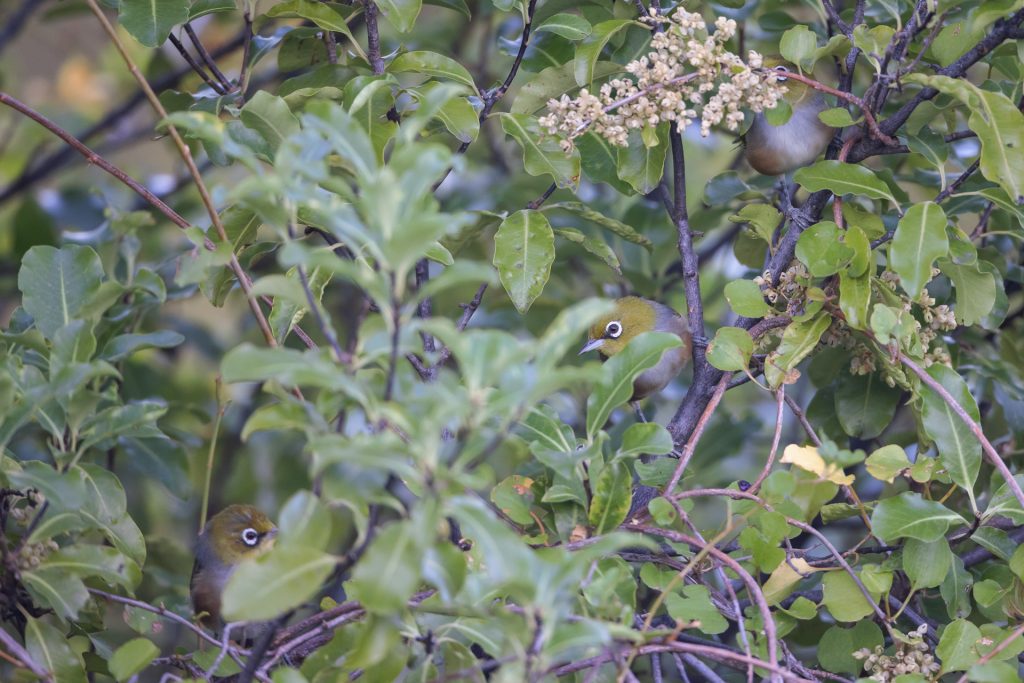 Silvereye New Zealand