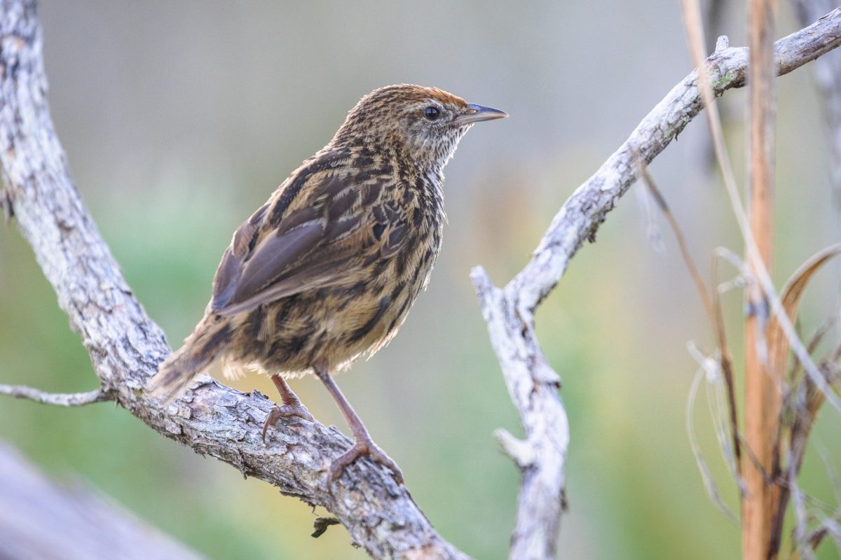 The West Coast – Okarito to Punakaiki