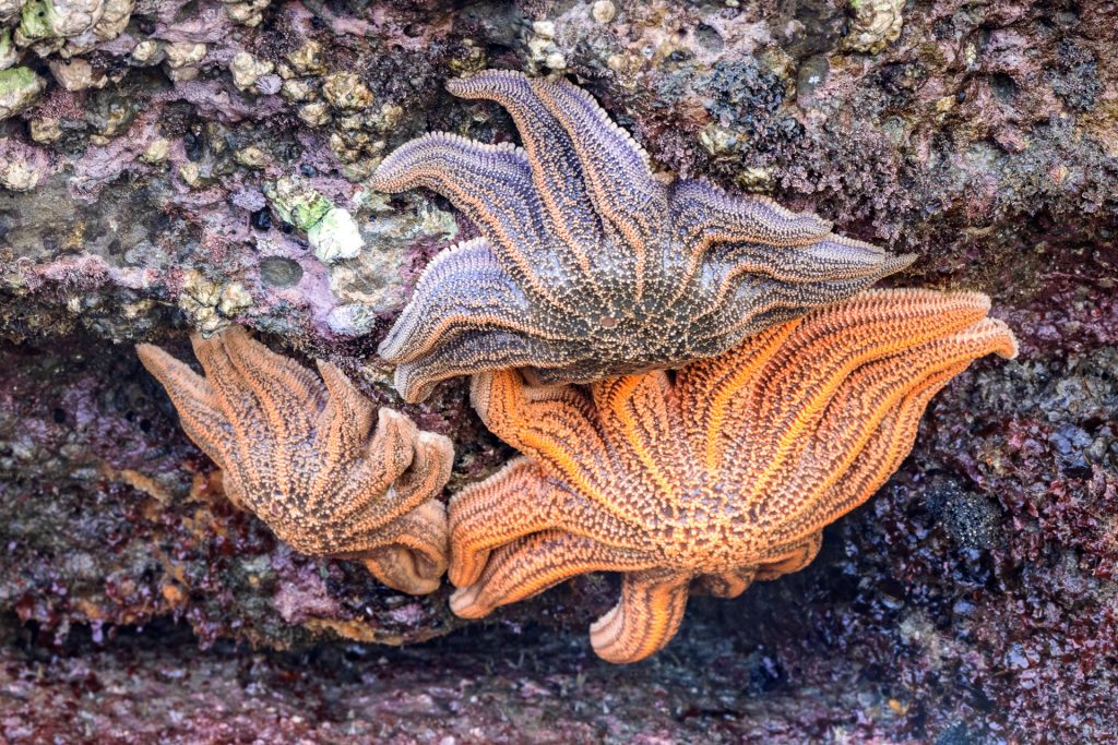 Starfish at low tide